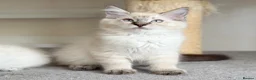Ragdoll cats for sale: Ready Now - Lap Cat, Cuddly, Affectionate  - Advert 8