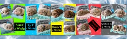 French Bulldog dogs for sale: Quality Puppies from highly health tested Parents - Advert 6