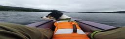 Border Collie dogs for sale: Border Collie - Advert 25