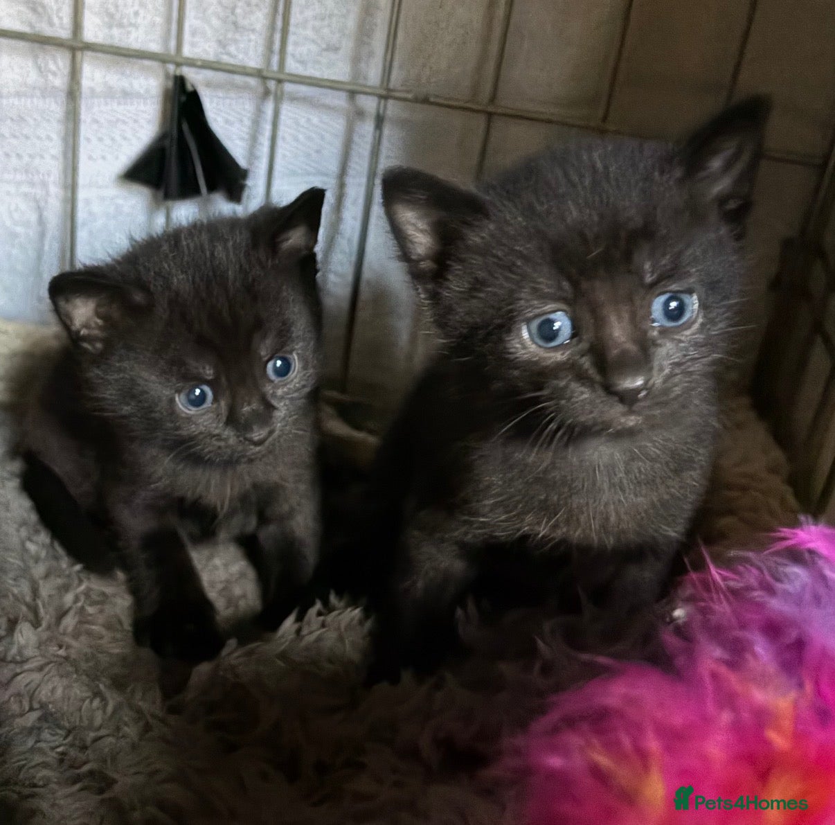 Mixed Breed cats for sale: Beautiful Kittens - Advert 11