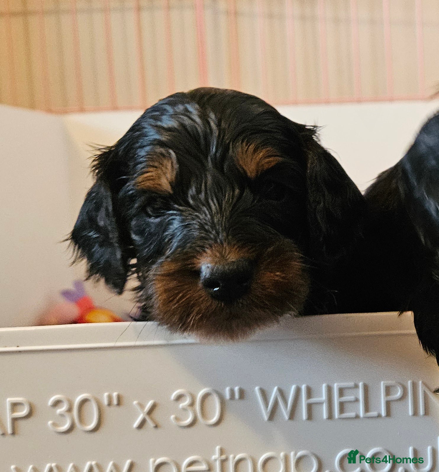 Cockapoo dogs Licensed insured breeder! Show-type cockapoo boys - Advert 1