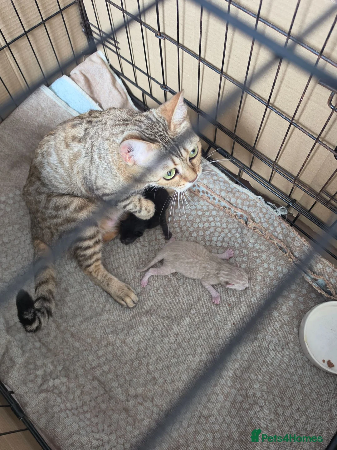 Bengal cats for sale: Bengal cross ragdoll kittens - Advert 2