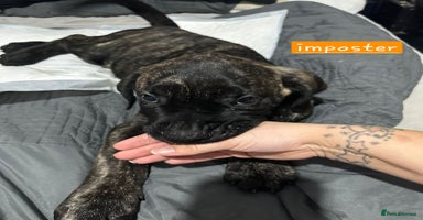 Mixed Breed dogs - Advert 6
