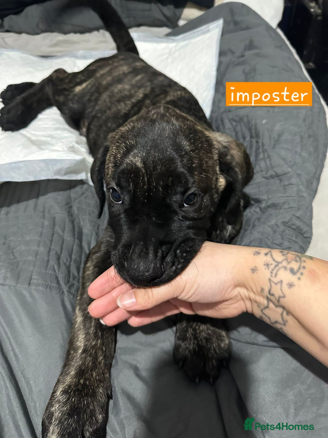 Mixed Breed dogs for sale: Pure Cane corso / pure presa canario puppies. - Image 3