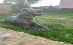 Staffordshire Bull Terrier dogs for sale: 15 WEEK KC REG BLUE STAFFORDSHIRE BULL TERRIER - Image 6
