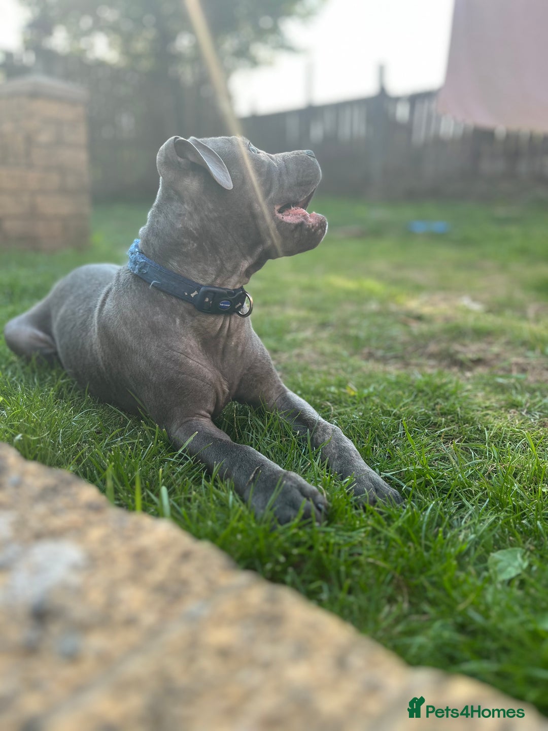 Staffordshire Bull Terrier dogs for sale: 15 WEEK KC REG BLUE STAFFORDSHIRE BULL TERRIER - Image 6
