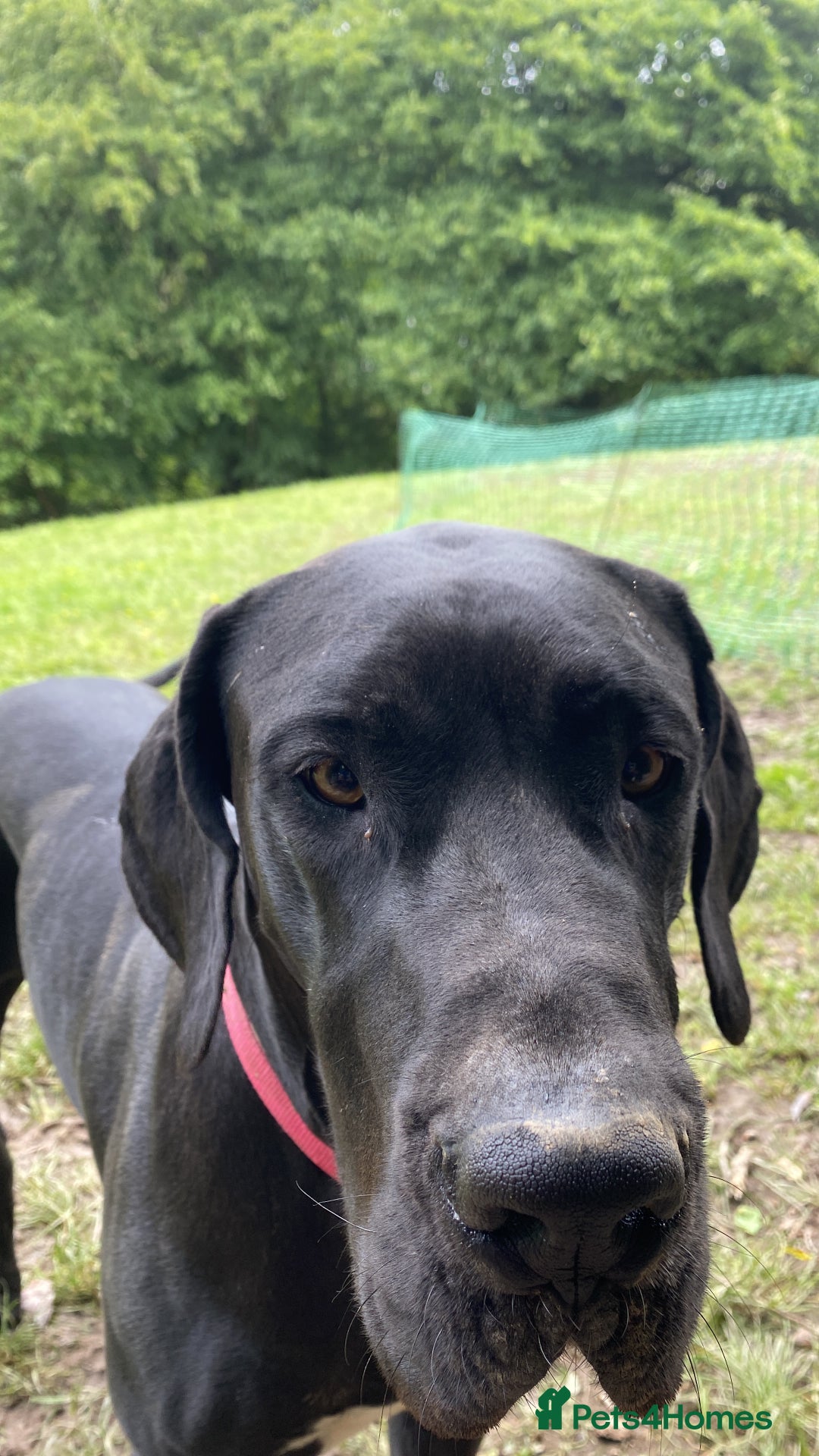 Great Dane dogs for sale: Great Dane pups our own 4th Generation  - Image 30