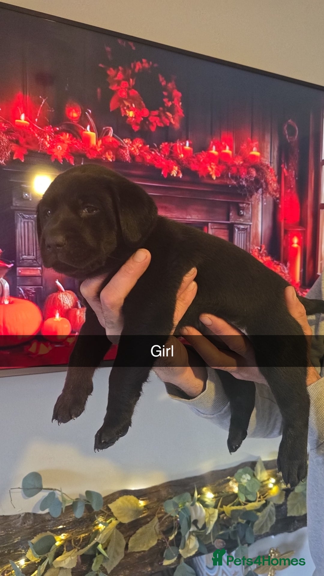 Labrador Retriever dogs for sale: Chunky labradors puppies - Image 6