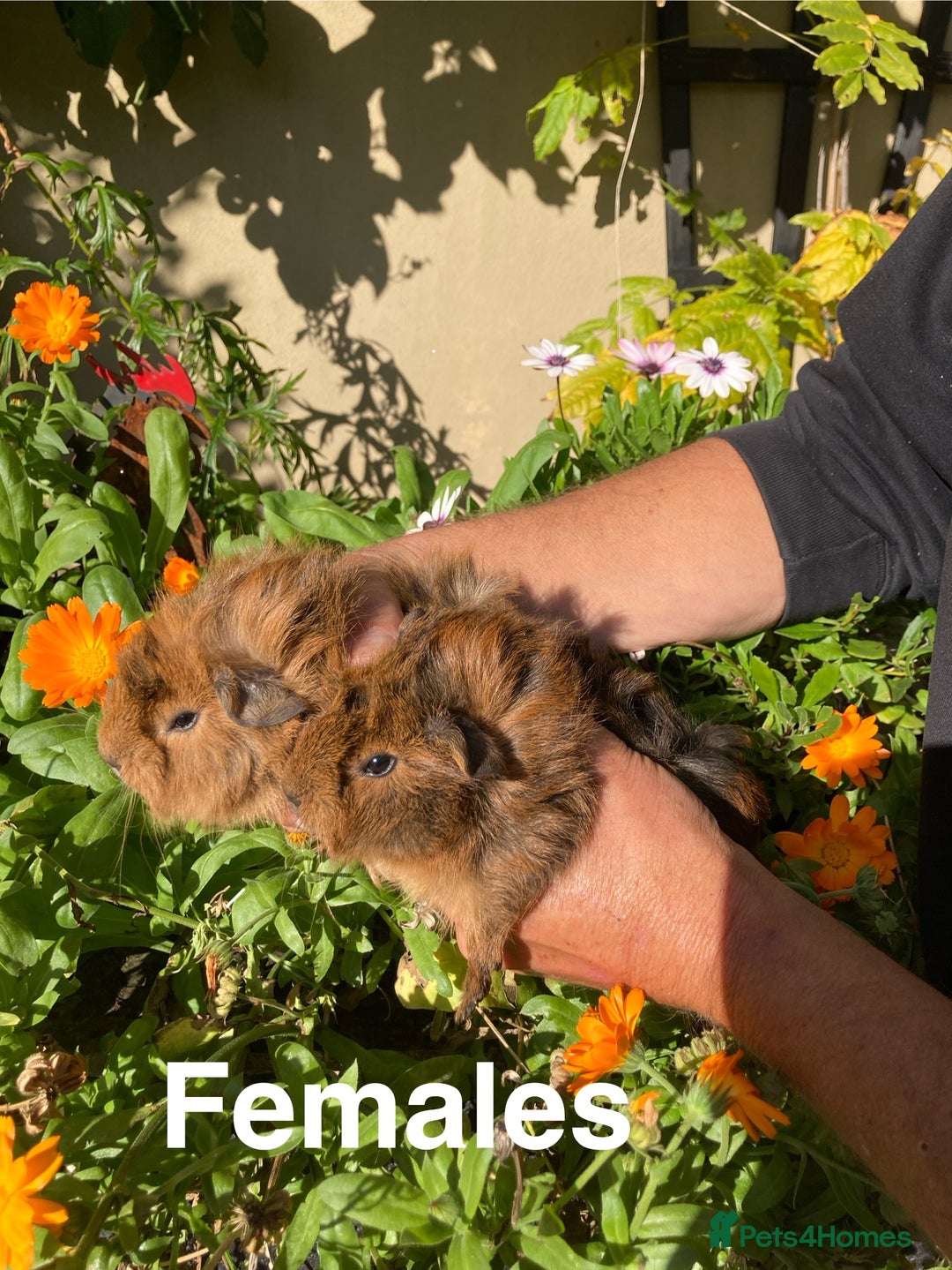 Guinea Pig rodents for sale: Guinea Pig Babies for Sale - Image 7