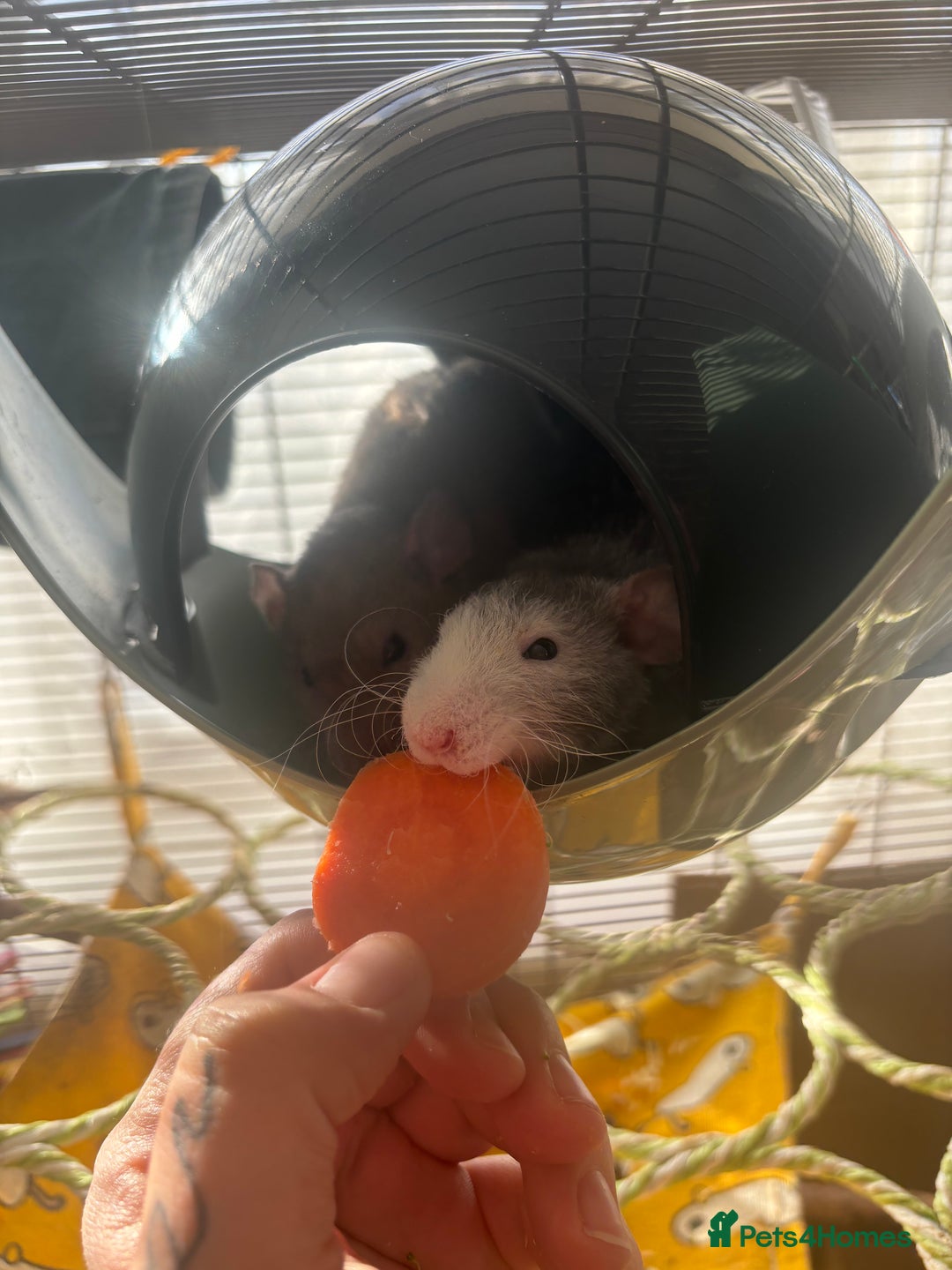 Rat rodents for sale: 3 male rats and massive amount of accessories  - Image 11