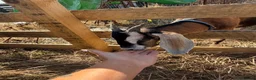 Goats livestock for sale: Toggenburg x Anglo Nubian  in Milford Haven - Advert 8