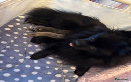 Pomchi dogs for sale: Primrose’s precious pomchi babies - Advert 19