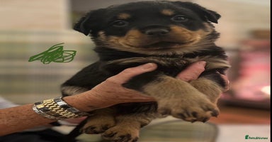 Rottweiler dogs - Advert 3