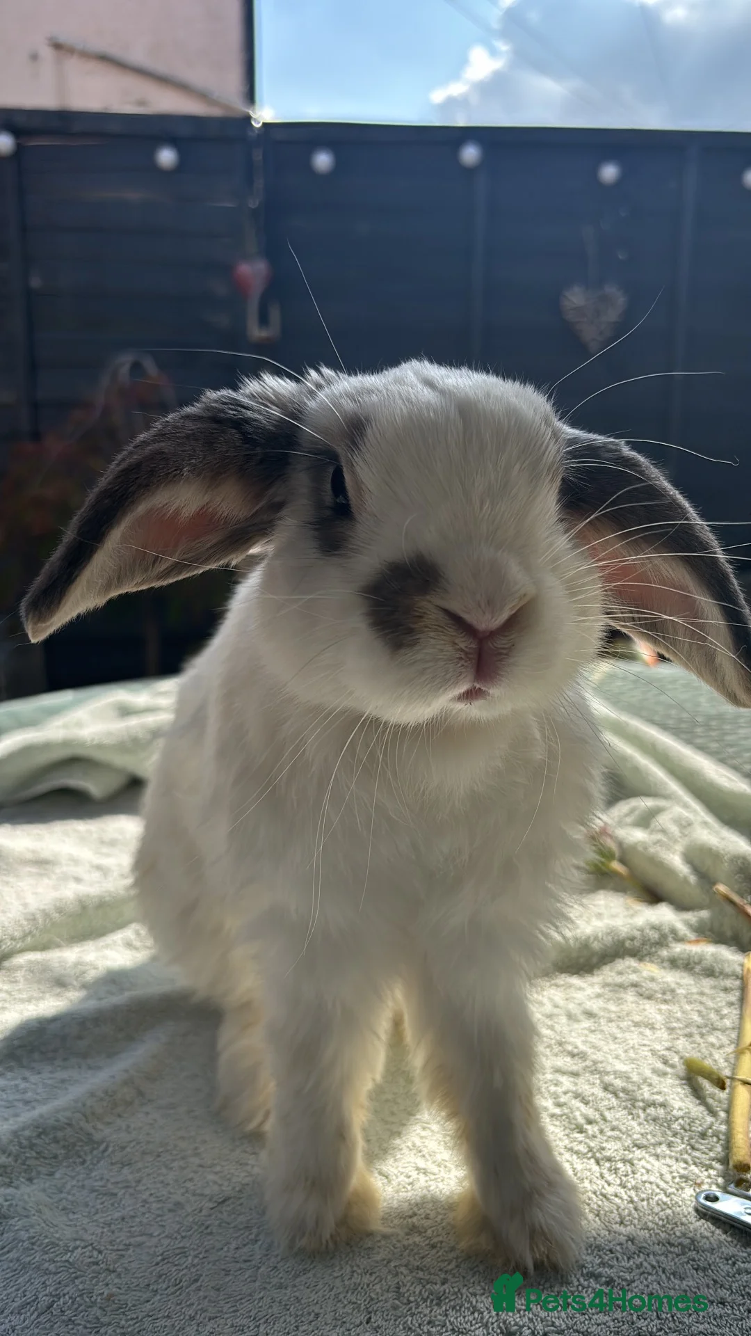 Lionhead rabbits for sale: Lion head rabbit  - Advert 4