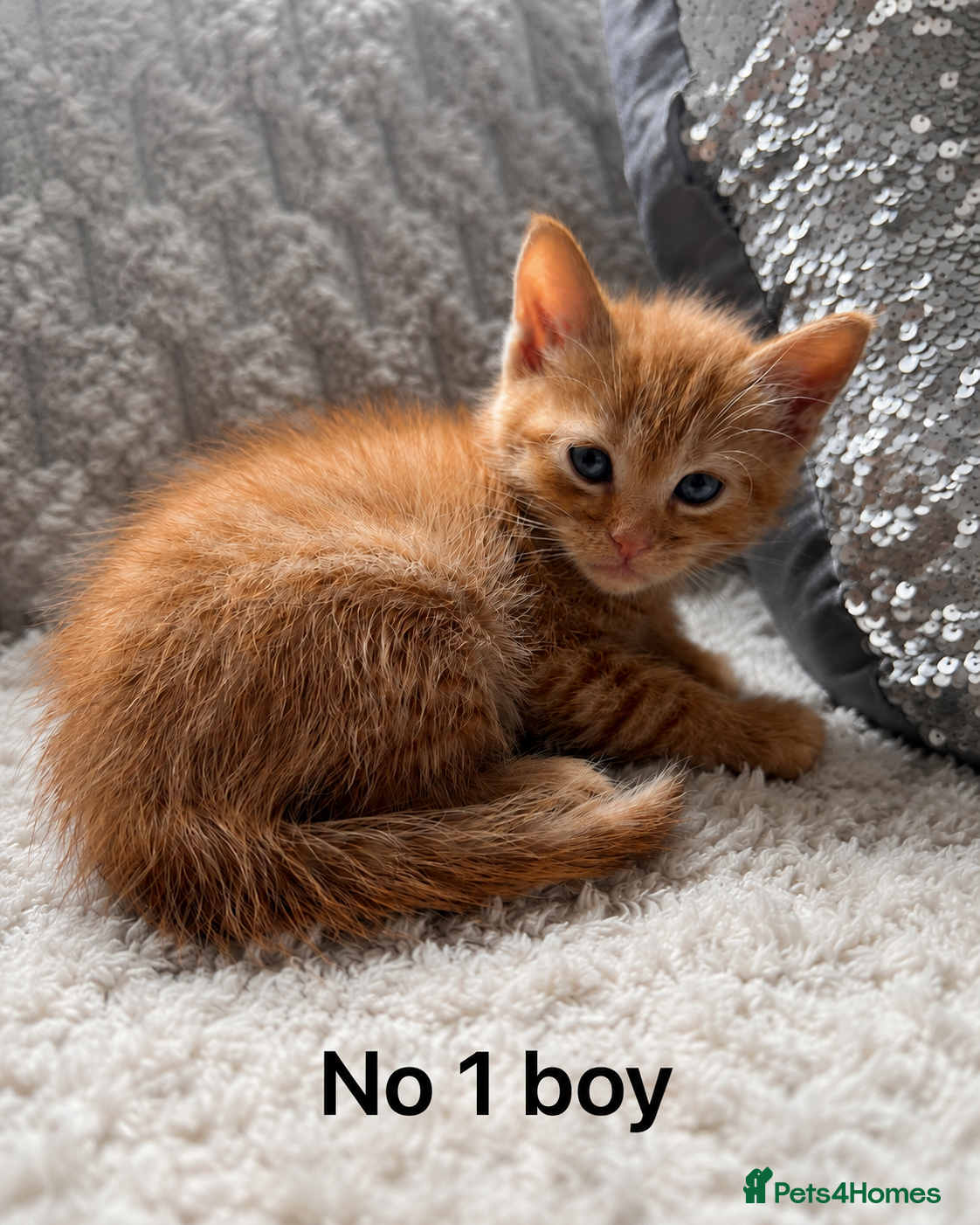 Mixed Breed cats     Beautiful Healthy Kittens Ready To Reserve  - Advert 8