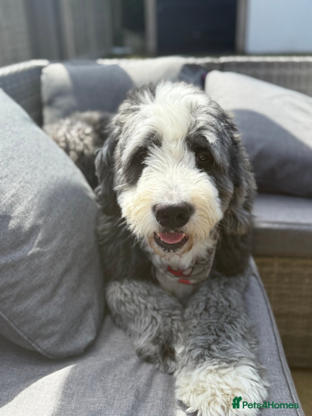 Bernese Mountain Dog dogs for stud: Old English Sheepdog/Bernese Mountain Dog - Image 2