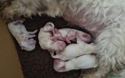 Maltese dogs for sale: Beautiful miniature maltese puppies  - Image 10
