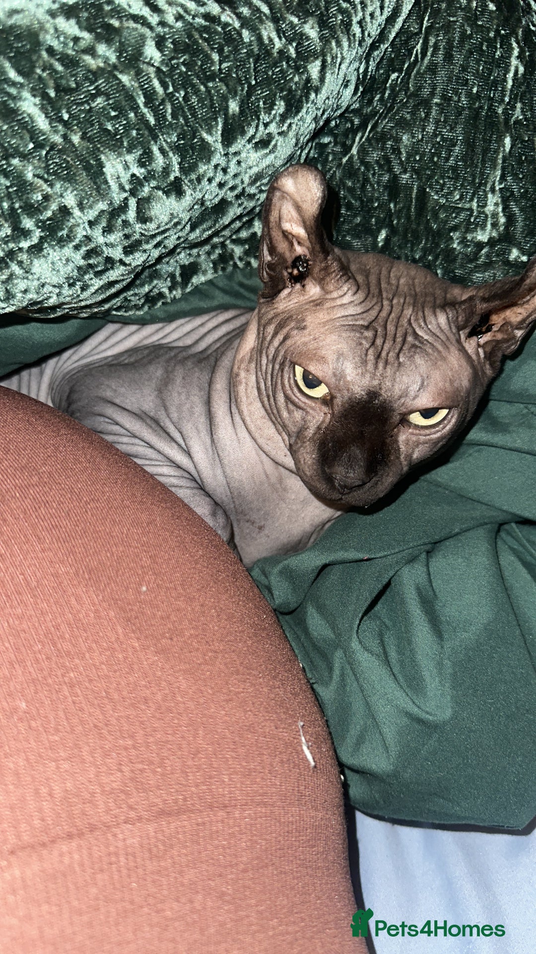 Sphynx cats for stud: Stunning blue Elf - Advert 5