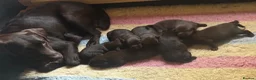 Labrador Retriever dogs for sale: Labrador puppies Kennel club health tested  - Advert 4