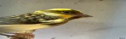 Canaries birds for sale: 5 young aviary bred canaries for sale - Advert 5