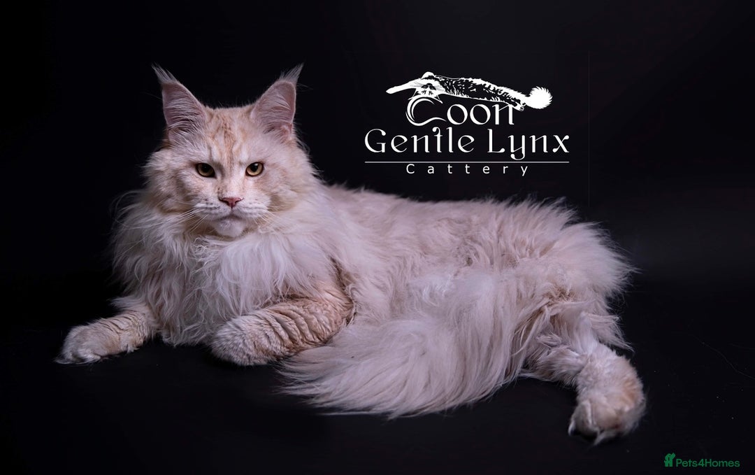 Maine Coon cats for sale: Tica registered maine coon kittens - Advert 5