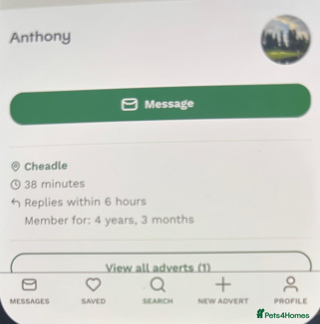 Toy Poodle dogs for sale: ADORABLE ‘ALBERT’ *TOY POODLE*BOY*PUP ready now - Advert 20