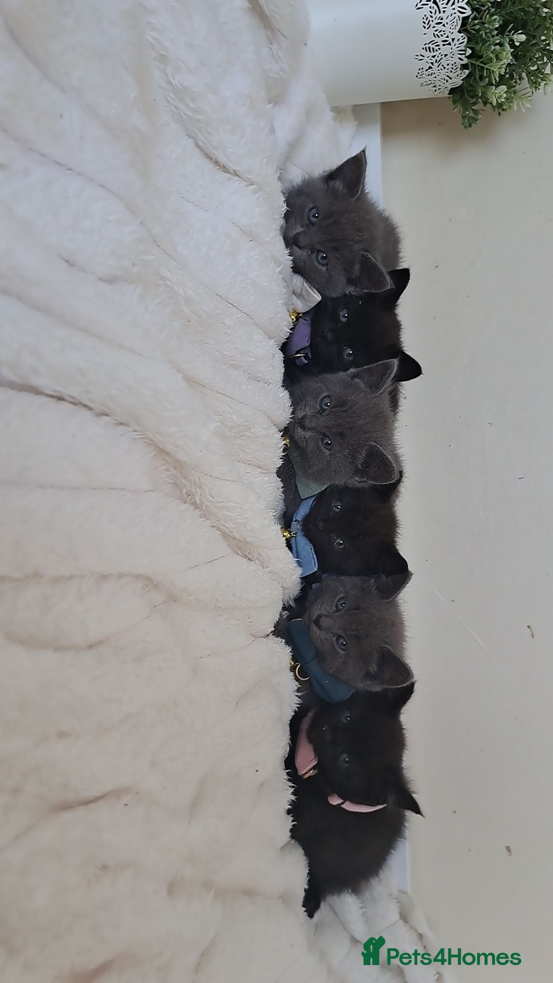 British Shorthair cats British shorthair kittens for sale  - Advert 1