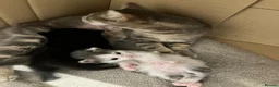 Mixed Breed cats for sale: Adorable kittens for sale - Advert 4