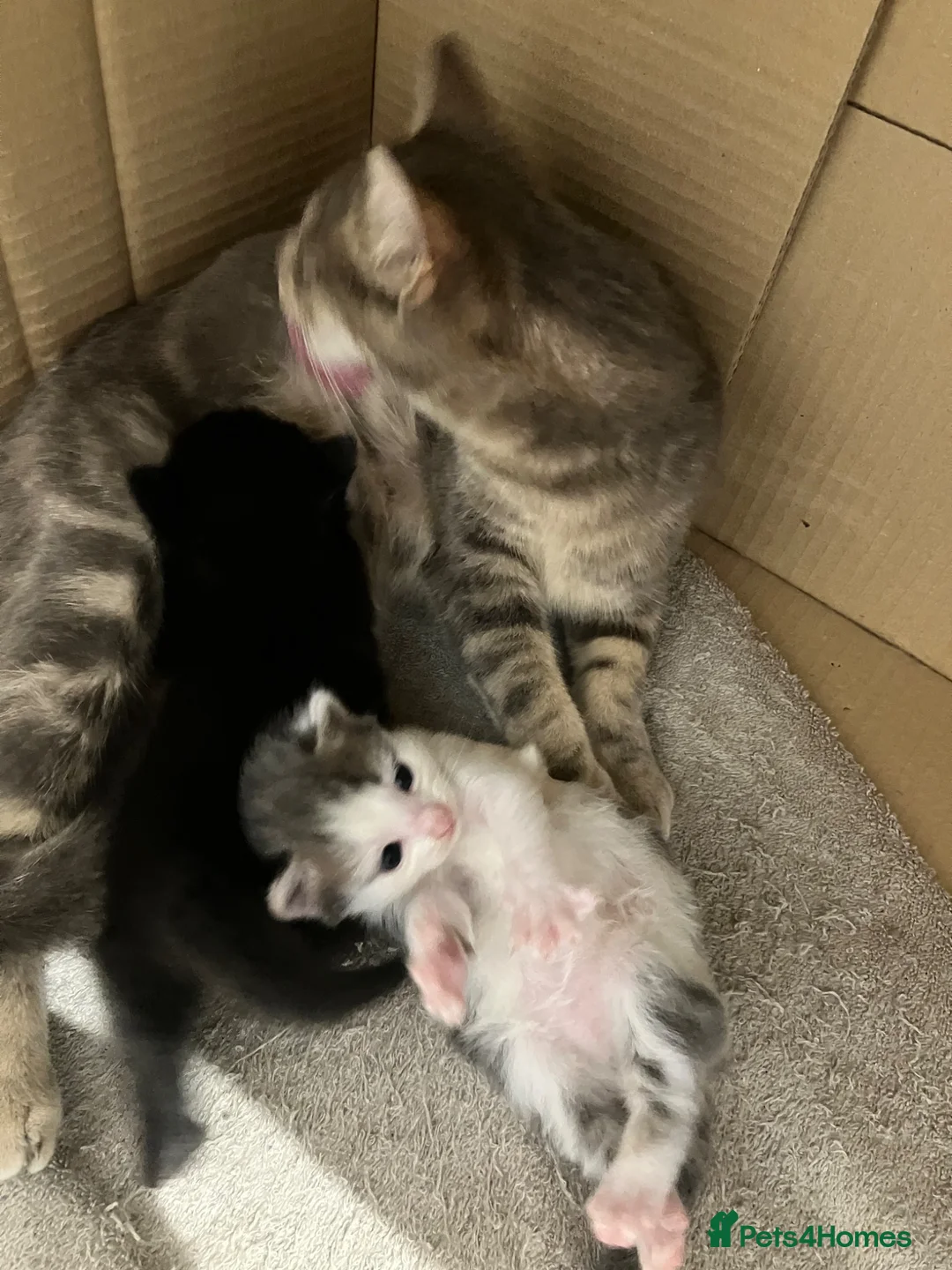Mixed Breed cats for sale: Adorable kittens for sale - Advert 4