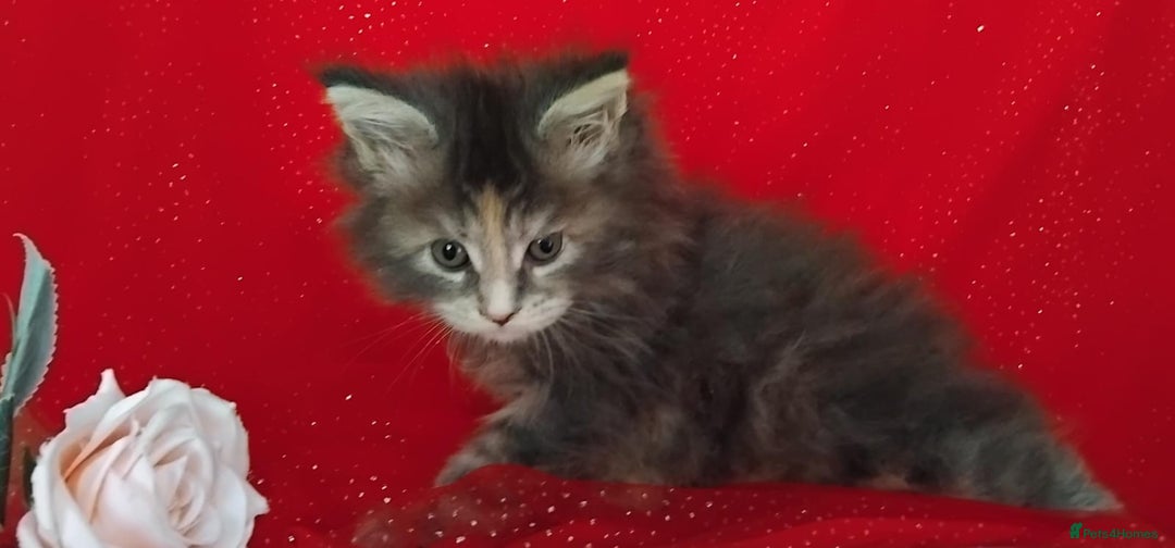 Maine Coon cats for sale: GCCF Registered Pure Maine Coon Kittens For Sale  - Image 12