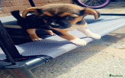 Mixed Breed dogs for sale: Theo, cavalier × chihuahua× jack Russell  - Image 6