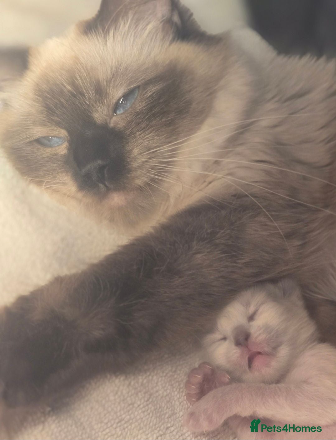 Ragdoll cats 🩷 Blue Mitted Ragdoll Girl - TICA Registered 🩷 - Advert 1