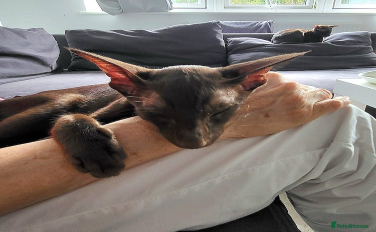 Oriental cats in Salford - Advert 1