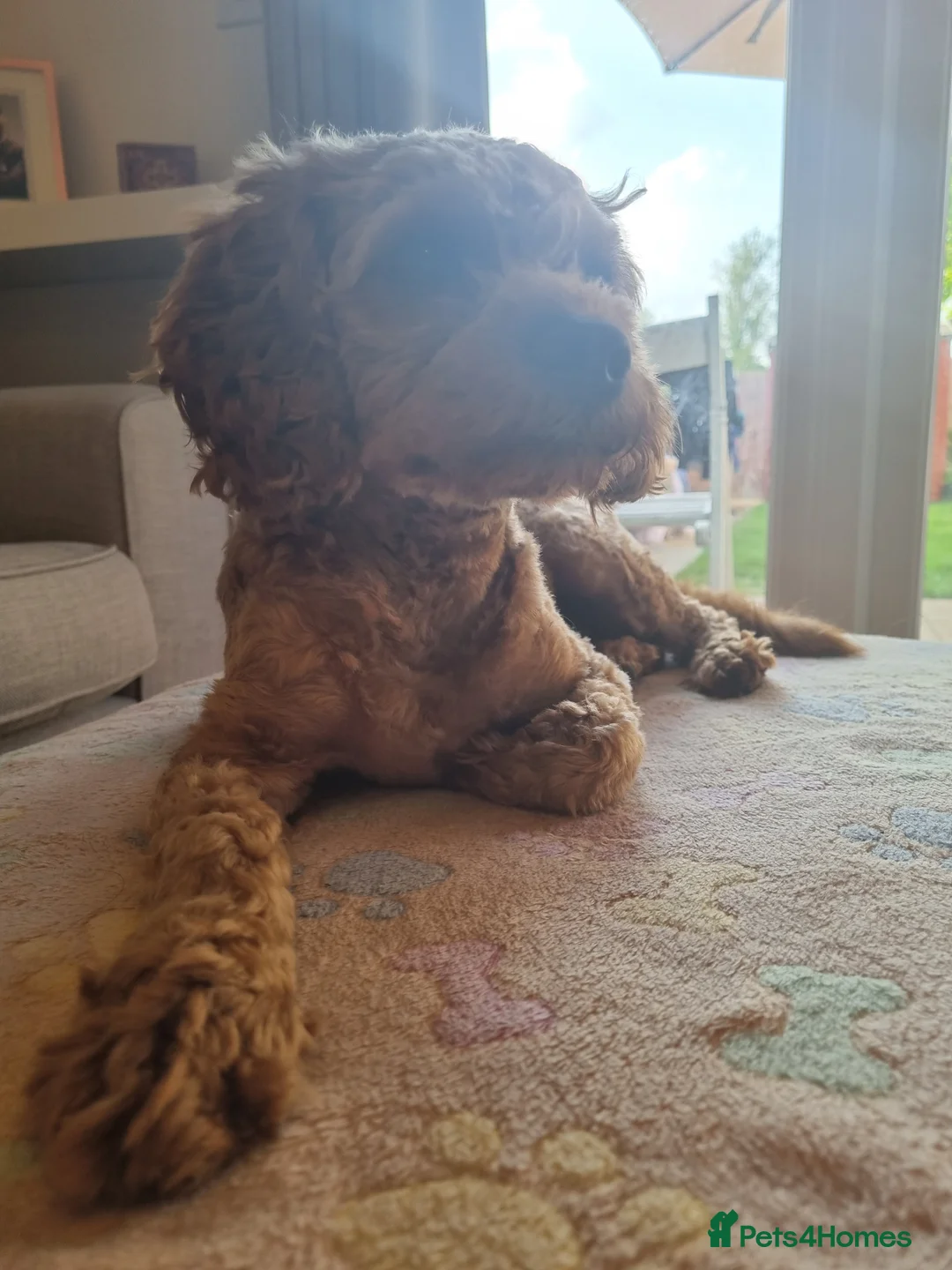 Cavapoo dogs for stud: Experienced, proven and health tested cavapoo stud in London - Advert 27