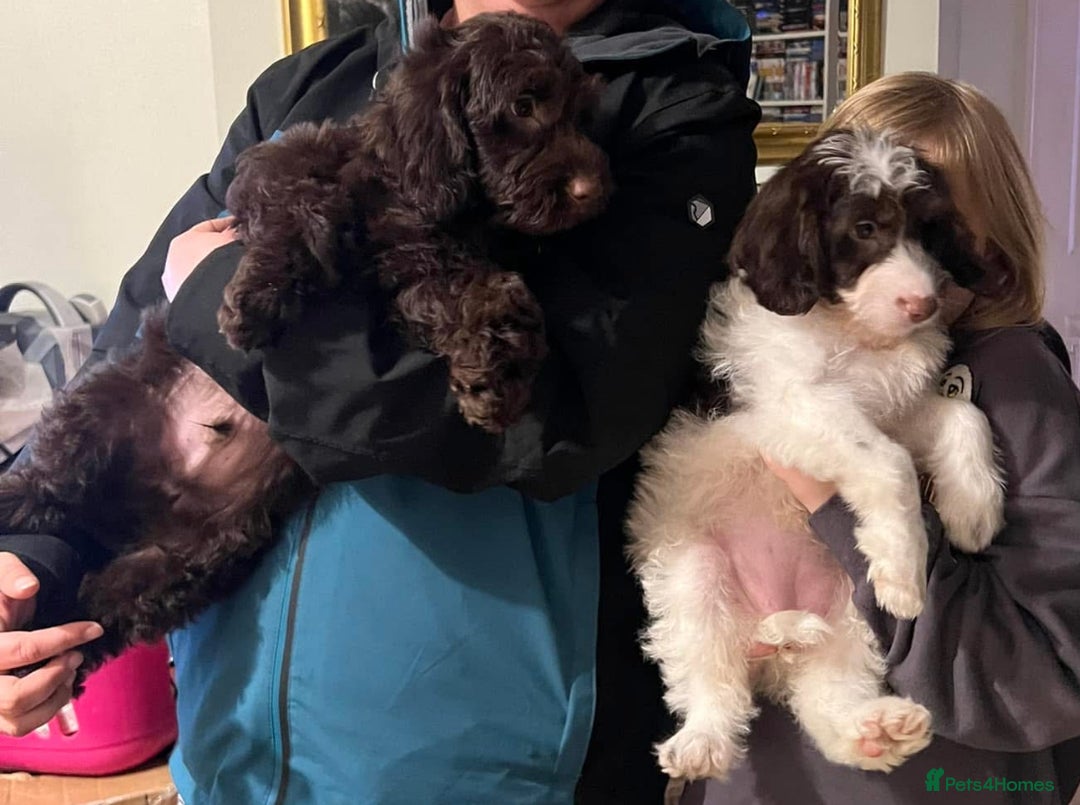Cockapoo dogs for sale: 2 Year old Chocolate boy for rehoming - Image 12