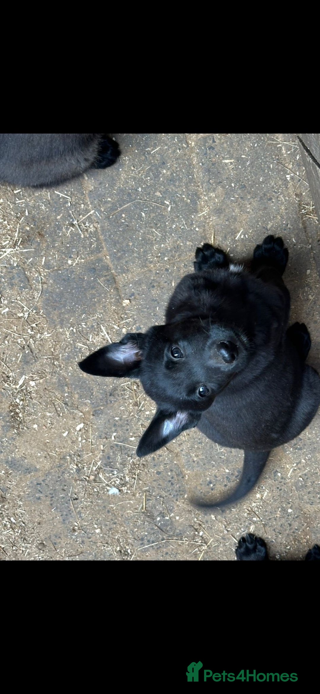 Belgian Shepherd Dog dogs for sale: beglan malimoiuse - Image 4
