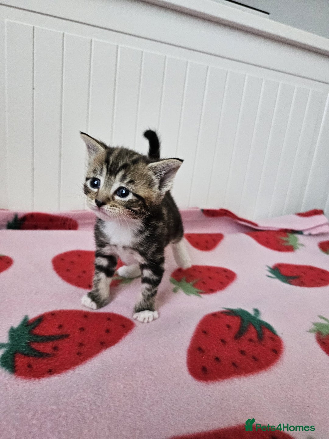 Mixed Breed cats for sale: Two beautiful litters of kittens😻🐱😹 - Image 12