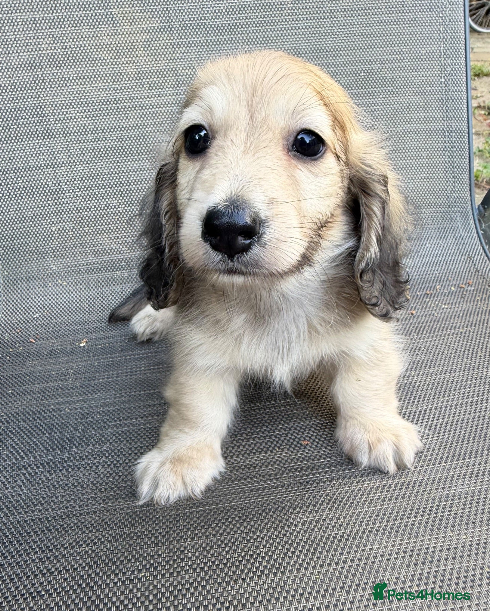 Miniature Dachshund dogs  Health tested cream mini long haired boy - Advert 7