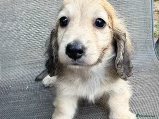 Miniature Dachshund dogs Health tested cream mini long haired boy - Advert 7