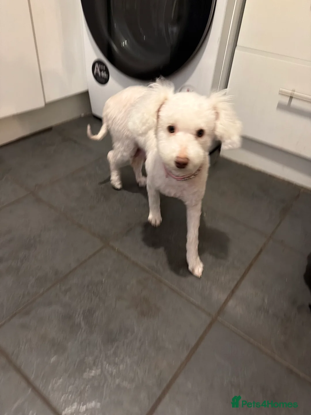 Mixed Breed dogs for sale: Pattapoo puppies poodle x patterdale terrier   - Advert 1