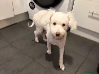 Mixed Breed dogs Pattapoo puppies poodle x patterdale terrier - Advert 8