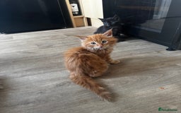 Maine Coon cats for sale: Cross Maine coon for sale  - Image 7