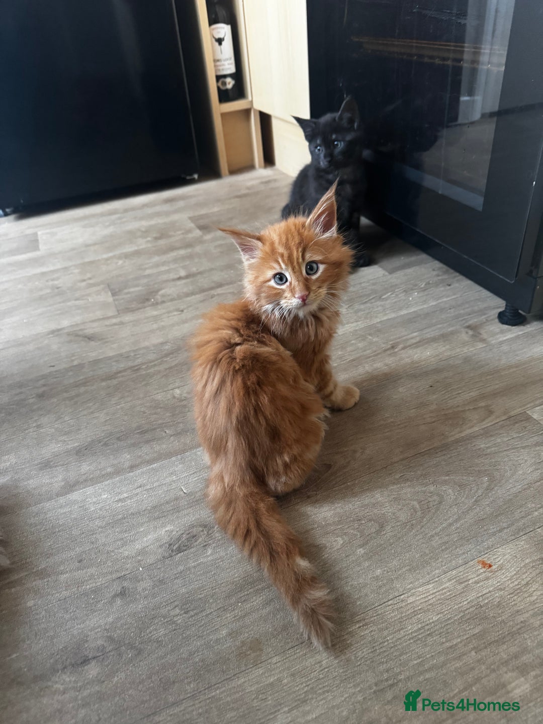 Maine Coon cats for sale: Cross Maine coon for sale  - Image 7