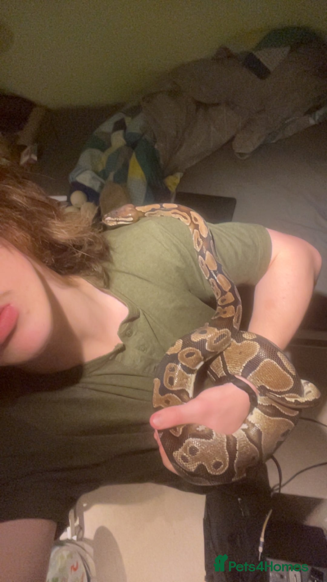 Python Snake reptiles for sale: royal python with full setup "read description" - Advert 6