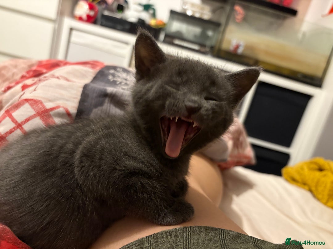 Chartreux cats for sale: Male kitten - Advert 4