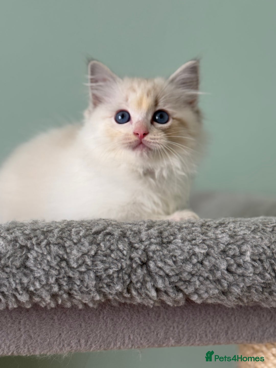 Ragdoll cats for sale: Super Affectionate Ragdoll Kittens Fife Reg - Image 17