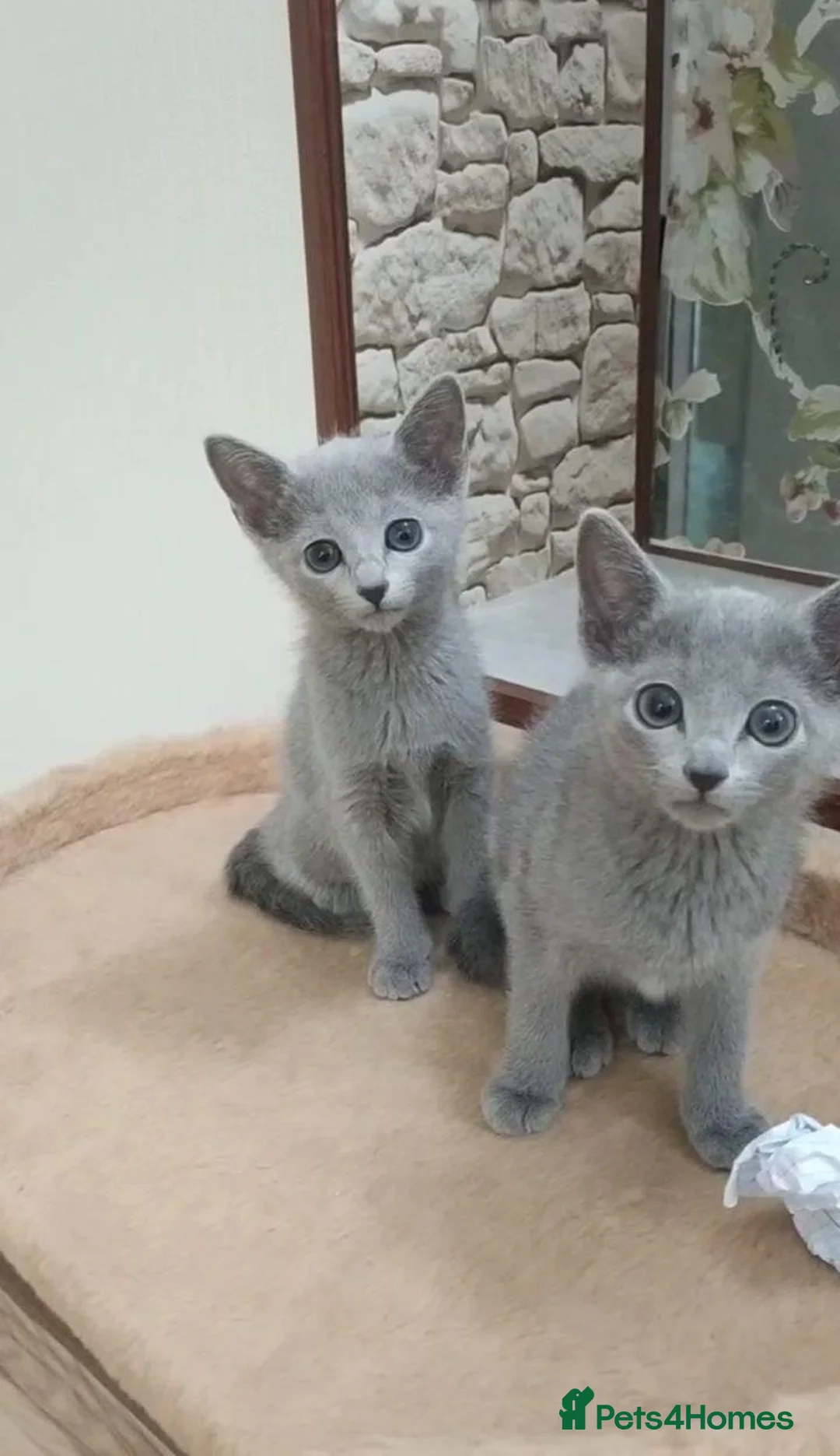Russian Blue cats for sale: Four Little Blue Dreams Russian Blue Kittens  in London - Advert 2