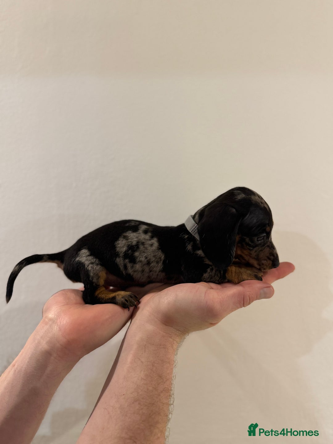 Miniature Dachshund dogs for sale: KC registered miniature dachshunds - Advert 3