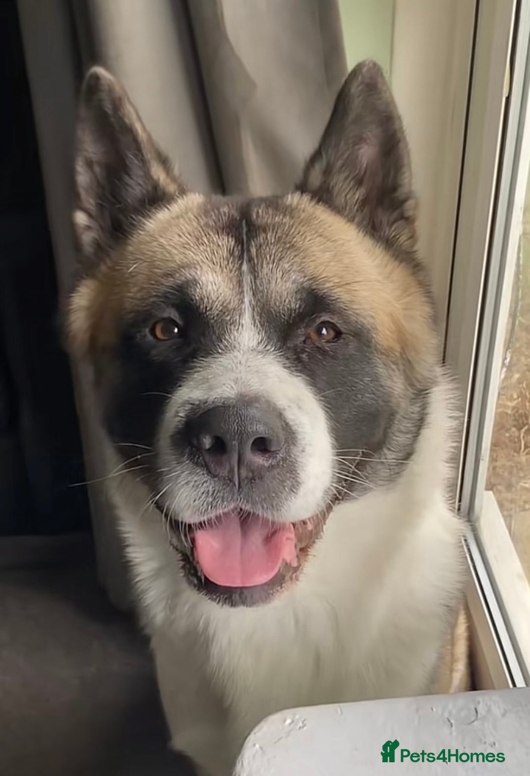 Akita dogs for sale: Beautiful American Akita Puppies 9 Boys 3 Females  - Advert 12