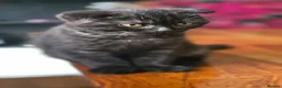 Scottish Fold cats for sale: Scottish Fold Kittens  - Advert 9